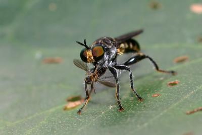 Robberfly