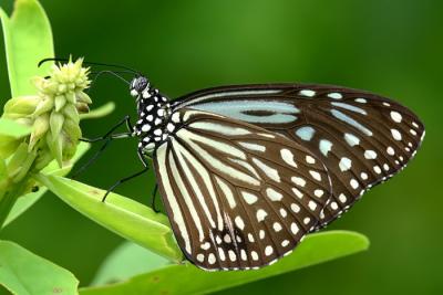 Blue Glassy Tiger