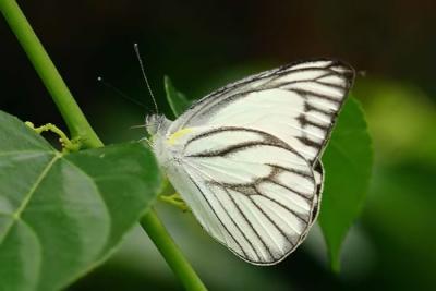 Striped Albatross, male (Record Shot)