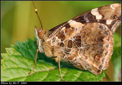j潺 Indian Red Admiral (Venessa indica)