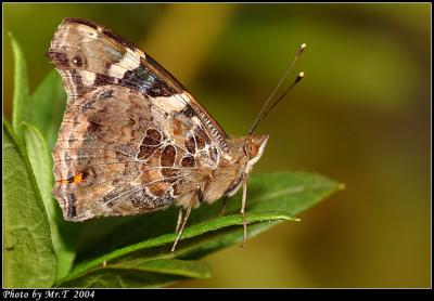 j潺 Indian Red Admiral (Venessa indica)