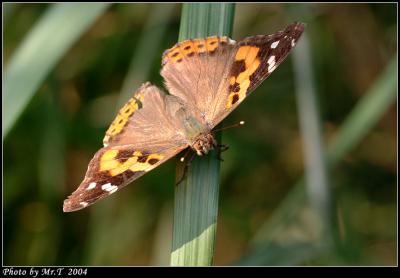 j潺 Indian Red Admiral (Venessa indica)