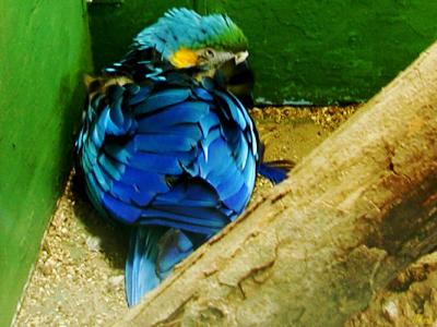 Macaw.jpg(228)