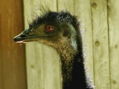 The eye of an Emu.jpg (8/5/04)(338)