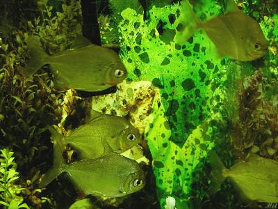 Fishes.jpg