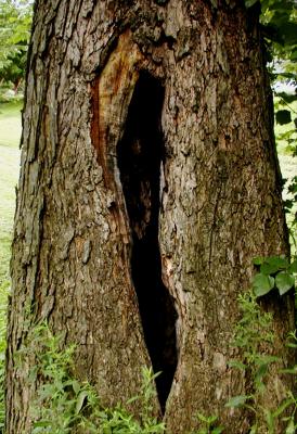 BIG hole in tree.jpg(342)