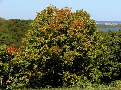 Glimps of Fall.jpg(240)