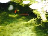 Pond fish.jpg(270)