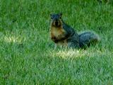Sniff sniff. Is that food I smell.jpg(118)