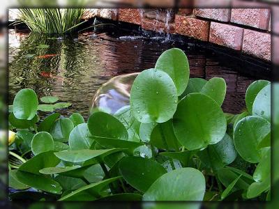 Ripples and Rounds - Tom