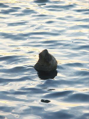 Sleeping Seawolf by Sergio Rojkes.jpg