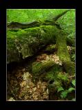 MC18: Green - Mossy by Claudio Gatti