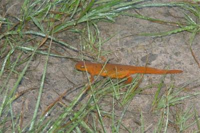 Red Eft stage of the Red-Spotted Newt