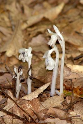 Indian-Pipes