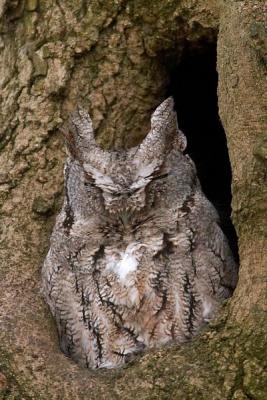 Eastern Screech Owl (Gray)