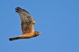 Northern Harrier