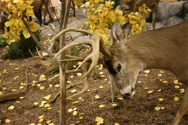 Buck-Rubbing (Cabelas)