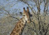 Giraffe with Dandruff