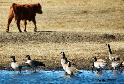 'chasing the big, scary cow away ... this is OUR water'