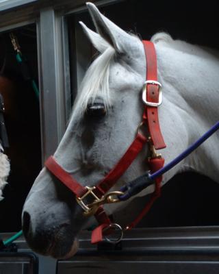 Chemung County Fair