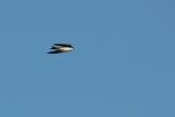 House martin in flight.JPG