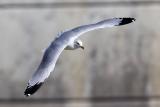 Seagull in Pella, IA