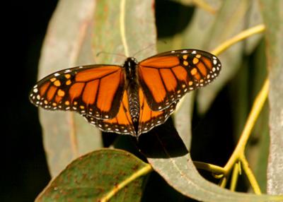 monarch female