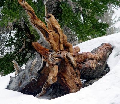 Bristlecone Pine #1
