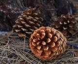 Fir Cone