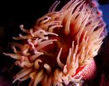 Sea Anemone