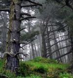 Monterey Pine Forest