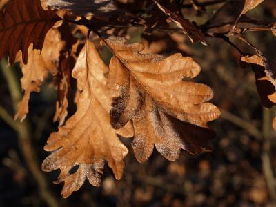 Frosty Leaves
