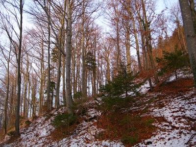 Woody Slope