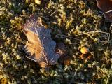 Frosty Leaf