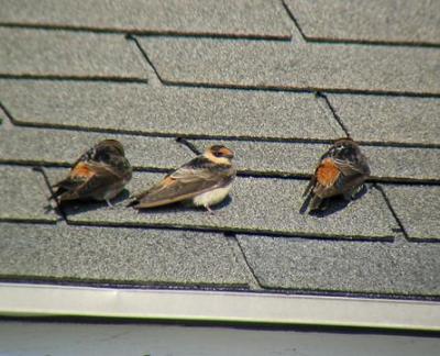 Cave Swallows - 2