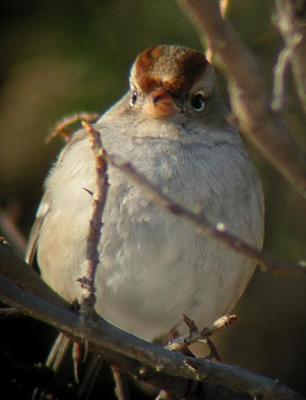 White-crowned Sparrow