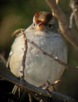 White-crowned Sparrow - 2, River Road, Stratham, NH - December 20, 2003