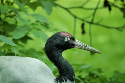 Bronx Zoo w/Sigma 50-500