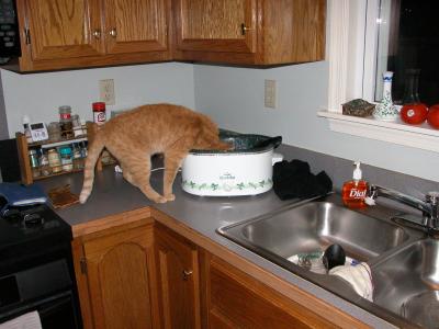 Cat in a Crock Pot