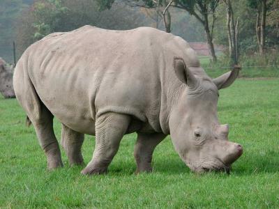 Rhino