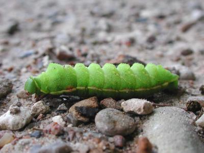 Green Larve