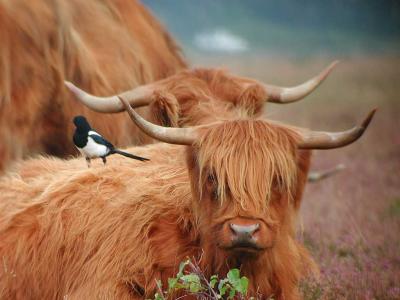 Cows Unplugged