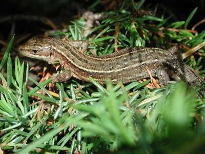 Minor Reptile