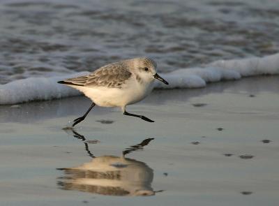 Sanderling,photos with Canon 10D.