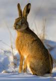 Brown Hare