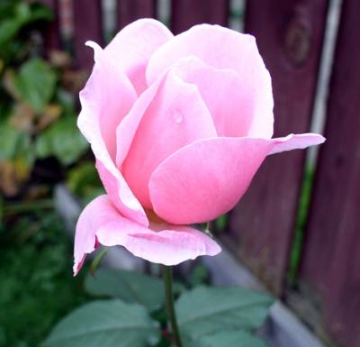 pink rose original