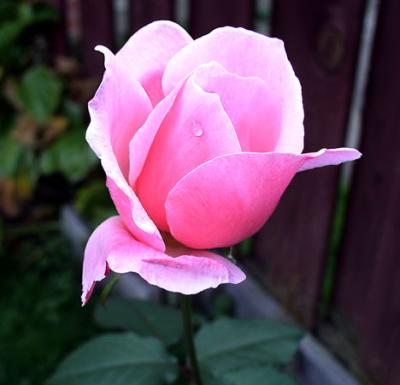 pink rose after smart-sharpening