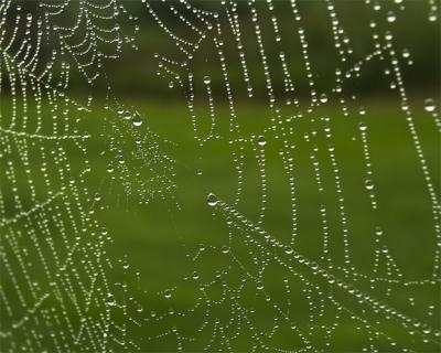 spiderweb1