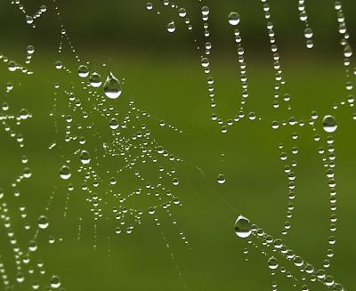 spiderweb1b