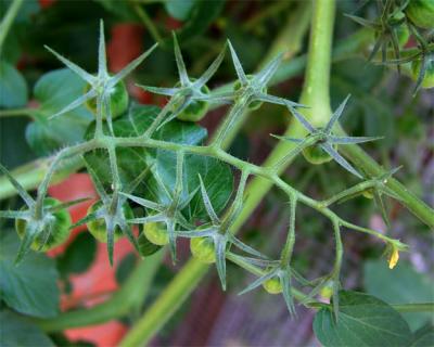 grape tomatoes1